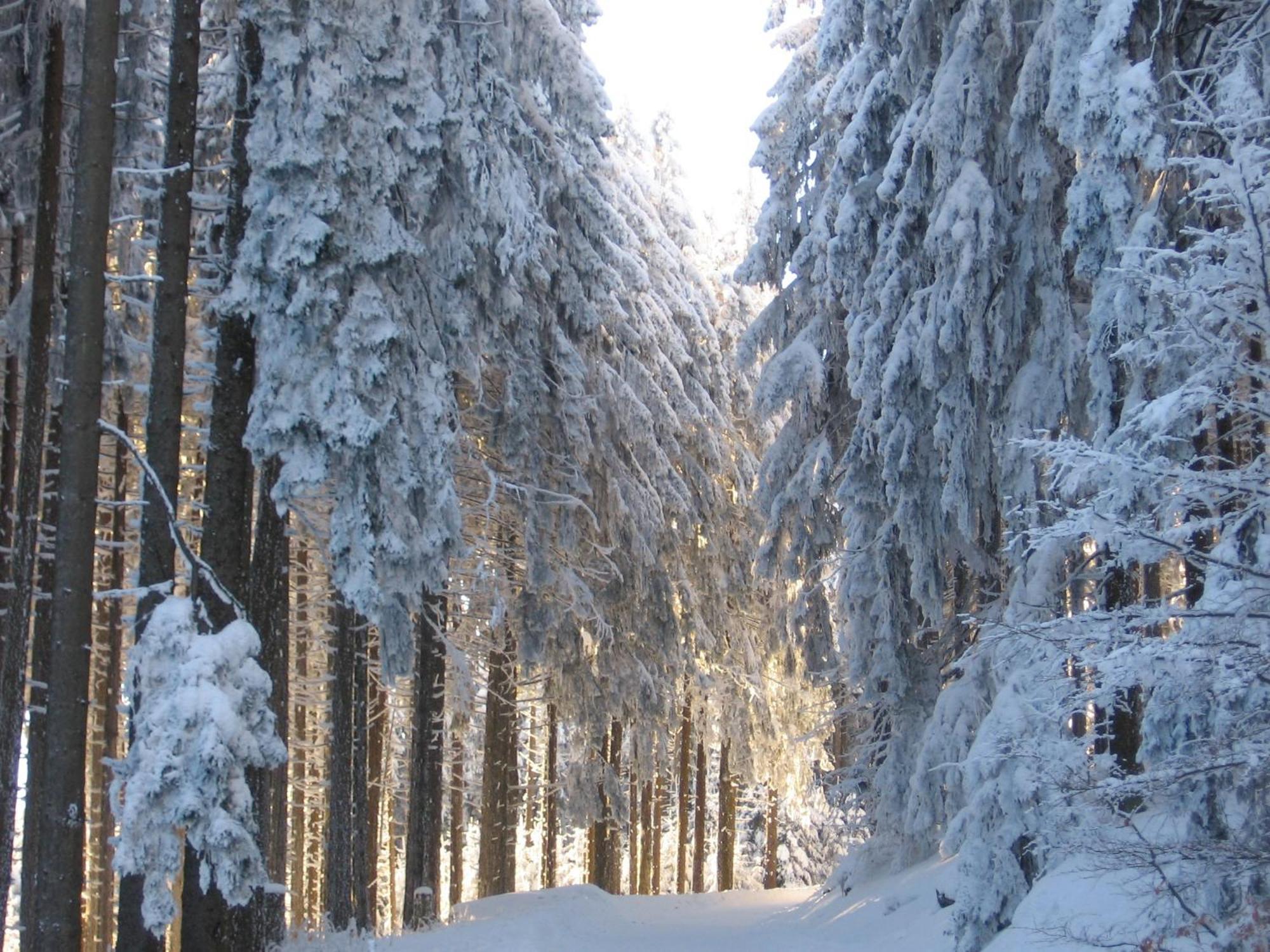 Apartmenthaus - Haus Am Schultal, Braunlage Eksteriør billede